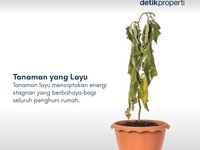 Ada yang Pernah Lihat 7 Tanaman Pembawa Sial Menurut Feng Shui Ini?