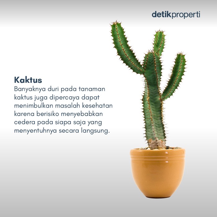 Tanaman Pembawa Sial