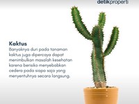 Ada yang Pernah Lihat 7 Tanaman Pembawa Sial Menurut Feng Shui Ini?