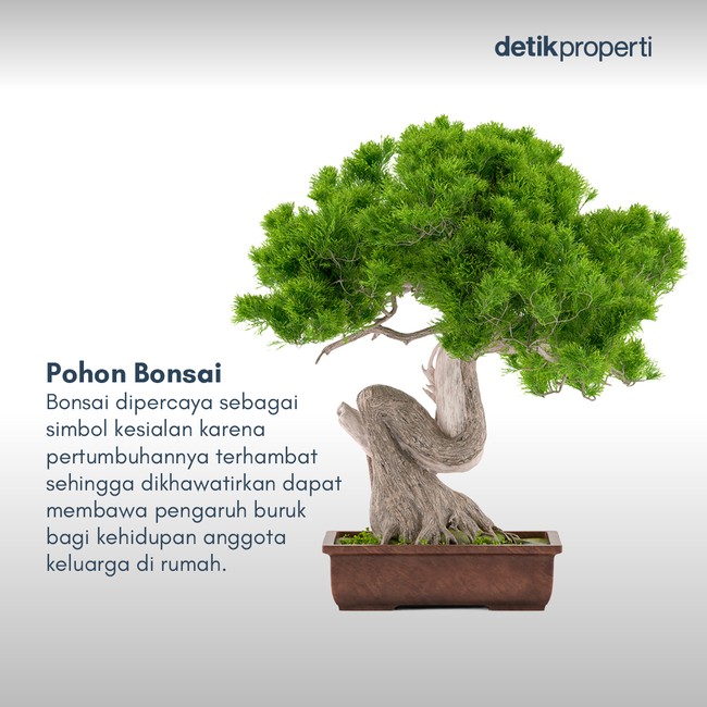 Ada yang Pernah Lihat 7 Tanaman Pembawa Sial Menurut Feng Shui Ini?
