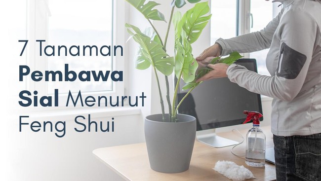 Ada yang Pernah Lihat 7 Tanaman Pembawa Sial Menurut Feng Shui Ini?