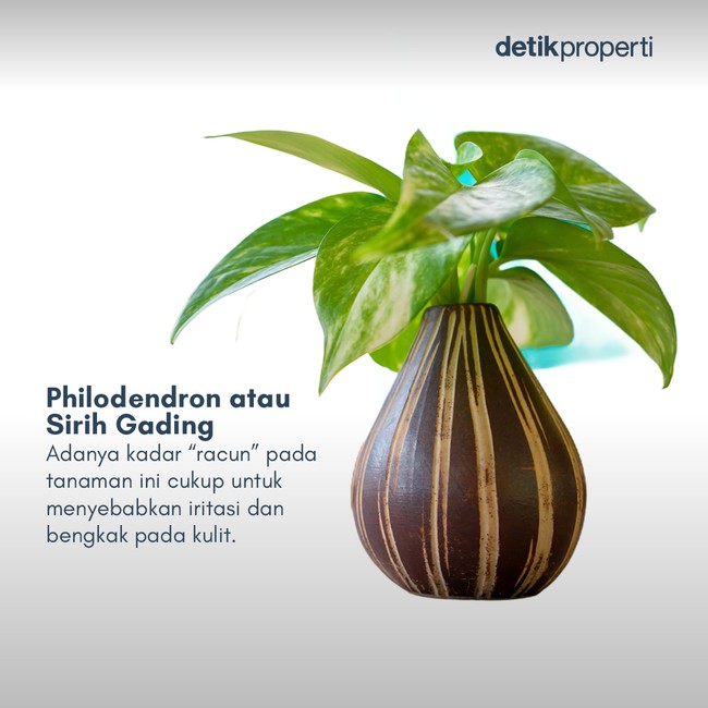 Ada yang Pernah Lihat 7 Tanaman Pembawa Sial Menurut Feng Shui Ini? Ada yang Pernah Lihat 7 Tanaman Pembawa Sial Menurut Feng Shui Ini?
