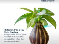 Ada yang Pernah Lihat 7 Tanaman Pembawa Sial Menurut Feng Shui Ini?