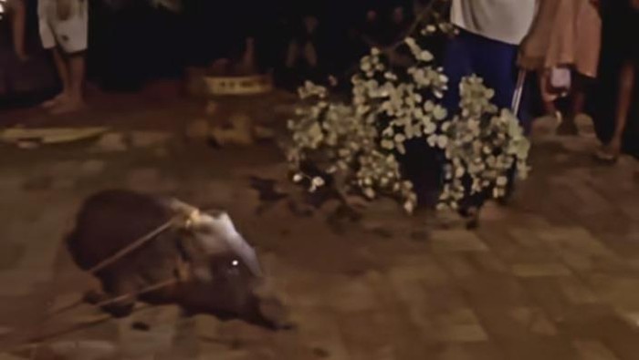 Tangkapan layar video viral babi dinarasikan masi sore udah jaga lilin di Lebak