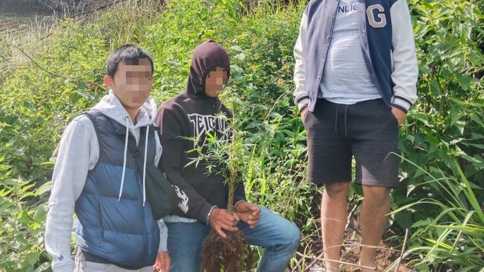 Tersangka menunjukan pohon ganja yang ditanam di Gunung Setum Garut.