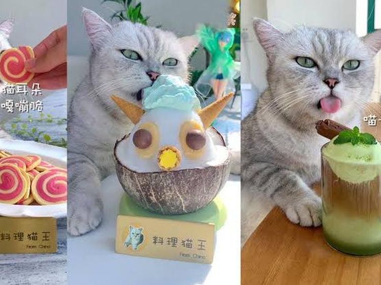 Gemas! 10 Hewan Ini Populer Berkat Konten Mukbang dan ASMR