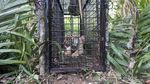 Momen saat Harimau Sumatera Masuk Perangkap di Aceh Selatan