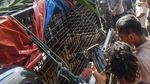 Momen saat Harimau Sumatera Masuk Perangkap di Aceh Selatan