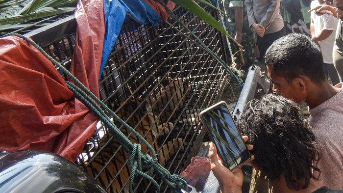 Seekor harimau sumatera (Panthera tigris sumatrae) berada di dalam kandang perangkap di desa Lawe Buluh Didi, kecamatan Kluet Timur, Kabupaten Aceh Selatan. Aceh, Jumat (2/2/2024). Balai Konservasi Sumber Daya Alam (BKSDA) Aceh mengevakuasi satu ekor harimau sumatera yang masuk perangkap dan di evakuasi ke kantor Balai Taman Nasional Gunung Leuser (BTNGL) Tapaktuan, Aceh Selatan untuk dilakukan pemeriksaan kesehatan sebelum di lepas liarkan kembali ke habitatnya. ANTARA FOTO/Istafan Najmi/Lmo/YU