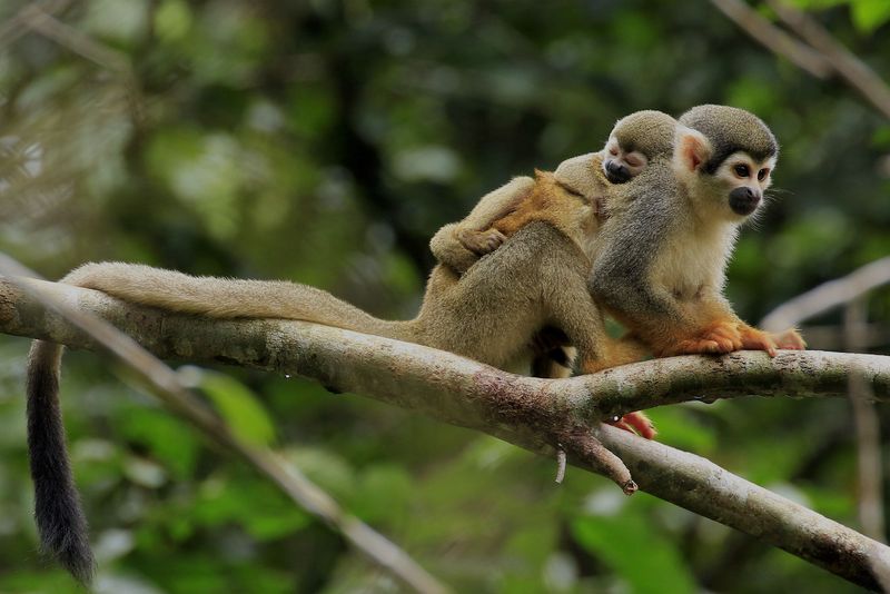 Monyet tupai, hewan yang terancam punah