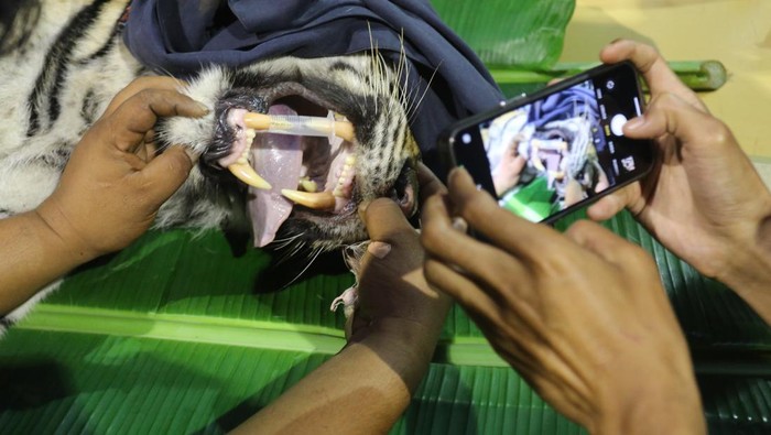 Pemeriksaan kesehatan harimau masuk perangkap di Aceh Selatan Tim Dokter Hewan Balai Konservasi Sumber Daya Alam (BKSDA) Aceh memeriksa kesehatan harimau sumatera (Panthera tigris sumatrae) di kantor Bidang Pengelola Taman Nasional (BPTN) wilayah I Desa Lhok Keutapang, Tapak Tuan, Aceh Selatan, Aceh, Sabtu (3/2/2024). Pemeriksaan kesehatan harimau sumatera berjenis kelamin betina yang sebelumnya masuk perangkap atau kandang jebak di Desa Buluh Didi, Kluet timur pada Jumat (2/2/2024) tersebut dilakukan untuk mengidentifikasi dan mengetahui kondisi kesehatan hewan sebelum dilepasliarkan kembali ke habitatnya. ANTARA FOTO/Syifa Yulinnas/rwa.