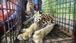 Melihat Proses Pemeriksaan Kesehatan Harimau Sumatera di Aceh Selatan
