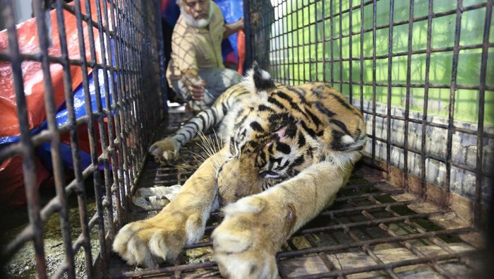 Pemeriksaan kesehatan harimau masuk perangkap di Aceh Selatan Tim Dokter Hewan Balai Konservasi Sumber Daya Alam (BKSDA) Aceh memeriksa kesehatan harimau sumatera (Panthera tigris sumatrae) di kantor Bidang Pengelola Taman Nasional (BPTN) wilayah I Desa Lhok Keutapang, Tapak Tuan, Aceh Selatan, Aceh, Sabtu (3/2/2024). Pemeriksaan kesehatan harimau sumatera berjenis kelamin betina yang sebelumnya masuk perangkap atau kandang jebak di Desa Buluh Didi, Kluet timur pada Jumat (2/2/2024) tersebut dilakukan untuk mengidentifikasi dan mengetahui kondisi kesehatan hewan sebelum dilepasliarkan kembali ke habitatnya. ANTARA FOTO/Syifa Yulinnas/rwa.