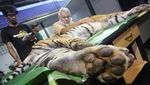 Melihat Proses Pemeriksaan Kesehatan Harimau Sumatera di Aceh Selatan