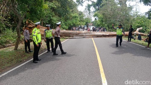 Pohon tumbang menyebabkan Jalan Denpasar-Gilimanuk lumpuh, siang tadi, Sabtu (3/2/2024).