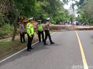 Pohon Tumbang Palang Jalan, Jalur Denpasar-Gilimanuk Lumpuh