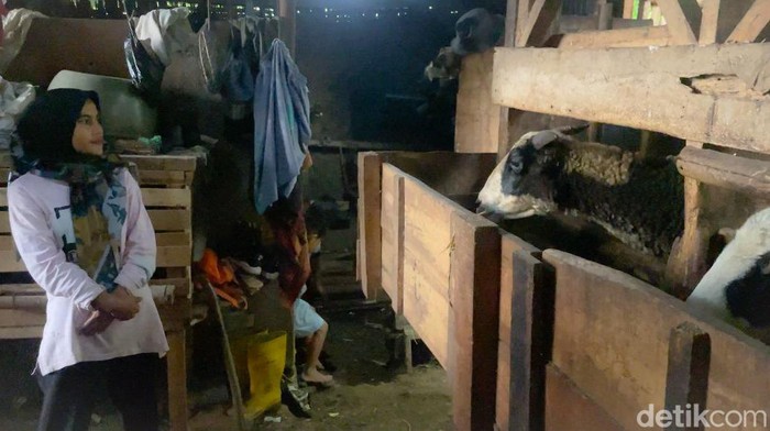 Potret kediaman Sukirman yang tinggal dengan domba di Padalarang