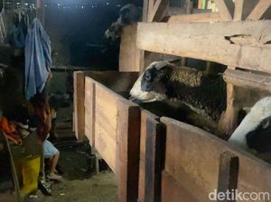 Asa Keluarga Sukirman Tinggal Seatap dengan Domba Punya Rumah Sendiri