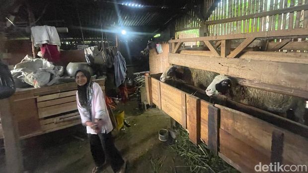 Potret kediaman Sukirman yang tinggal dengan domba di Padalarang