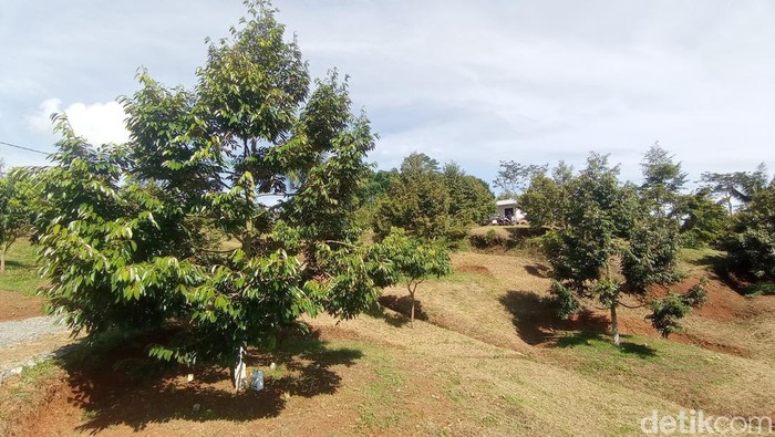 Salah satu sudut kebun durian di Kampung Cihanja Desa Cikeusal Kecamatan Tanjungjaya Kabupaten Tasikmalaya, Sabtu (3/2/2024).
