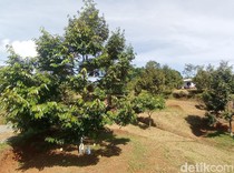 Asa Petani Tasikmalaya Wujudkan Priangan Timur Jadi Sentra Durian
