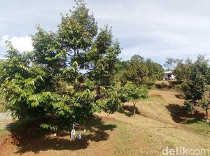 Serba-serbi Berburu Durian Lokal Tasikmalaya