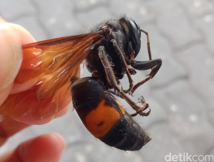 Tawon Vespa affinis