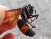 Kenali Tawon Vespa, Waspadai Risiko Kematian Akibat Sengatan