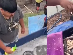 Parah! Penjual Ikan Campurkan Sabun Cuci ke Kolam, Ini Alasannya