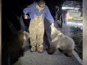 Bak di Film Animasi, Beruang Alaska Roadtrip ke Florida