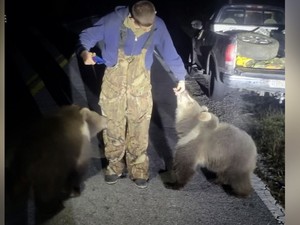 Bak di Film Animasi, Beruang Alaska Roadtrip ke Florida
