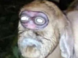 Anak Kambing Mirip Monyet di Gunungkidul Mati karena Tak Bisa Menyusu