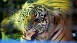Melihat Kondisi Harimau Sumatera yang Diobservasi di Aceh