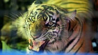 Berdasarkan hasil observasi tim dokter BKSDA Aceh, harimau sumatera liar yang masuk dalam kandang jebak pada Jumat (2/2) di Desa Buluh Didi, Kluet Timur, Kabupaten Aceh Selatan itu berjenis kelamin betina. 