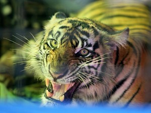 Harimau Sumatera Mati Terjerat Perangkap Babi di Madina