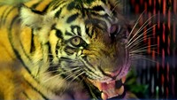 Harimau yang diperkirakan berusia 3-4 tahun dengan berat 65 kg serta panjang 119 cm ini dalam kondisi sangat baik dan akan dilepasliarkan kembali ke habitatnya. 