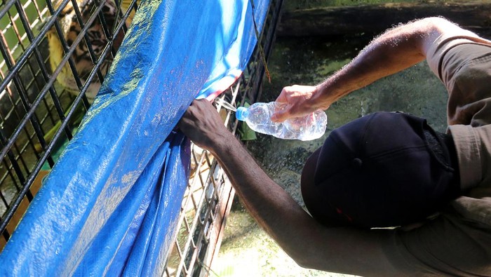 Harimau sumatera (Panthera tigris sumatrae) berada di dalam kandang saat proses perawatan di kantor Bidang Pengelola Taman Nasional (BPTN) wilayah I Desa Lhok Keutapang, Tapak Tuan, Aceh Selatan, Aceh, Minggu (4/2/2024). Berdasarkan hasil observasi tim dokter BKSDA Aceh, harimau sumatera liar yang masuk dalam kandang jebak pada Jumat (2/2) di Desa Buluh Didi, Kluet Timur, Kabupaten Aceh Selatan itu berjenis kelamin betina, diperkirakan berusia 3-4 tahun dengan berat 65 kg dan panjang 119 cm, saat ini dalam kondisi sangat bagus dan akan dilepasliarkan kembali ke habitatnya. ANTARA FOTO/Syifa Yulinnas/Spt.