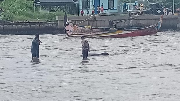 Polairud Polres Jepara bersama nelayan melakukan evakuasi hiu yang terdampar di Dermaga Muara Sungai Ujungbatu, Jepara, Sabtu (3/2/2024).