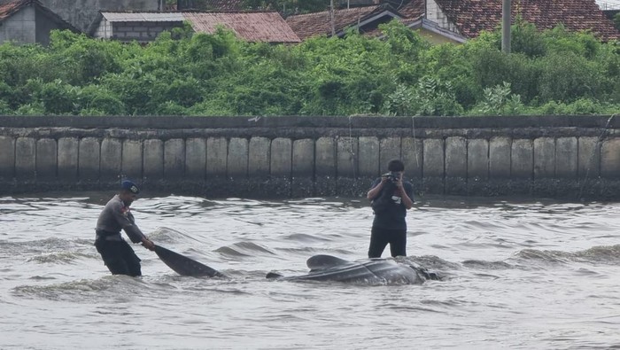 Polairud Polres Jepara bersama nelayan melakukan evakuasi hiu yang terdampar di Dermaga Muara Sungai Ujungbatu, Jepara, Sabtu (3/2/2024).