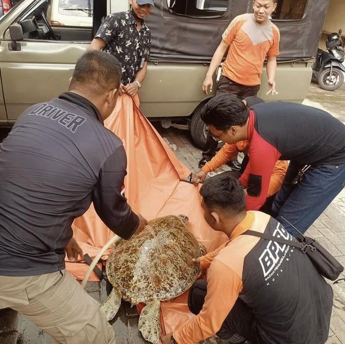 Warga Temukan Penyu Langka di Sekitar Pintu Air Kenjeran