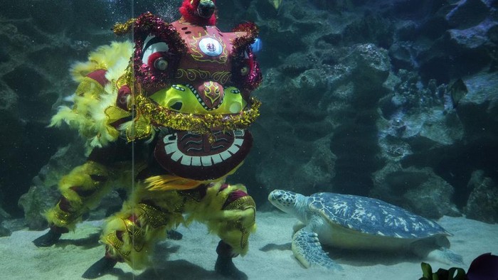 Aksi Barongsai Bawah Air Sambut Imlek di Malaysia Divers perform an underwater lion dance at the KLCC Aquaria ahead of Chinese Lunar New Year celebrations in Kuala Lumpur, Malaysia Sunday, Feb. 4, 2024. The Chinese Lunar New Year falls on Feb. 10 this year, marking the start of the Year of the Dragon, according to the Chinese zodiac. (AP Photo/Vincent Thian)