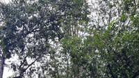 Kawasan Percandian Muarajambi terbentang luas kurang lebih 12 kilometer persegi dan terbentang sepanjang 7,5 kilometer di sepanjang jalur Sungai Batanghari. Situs ini dipenuhi parit atau kanal kuno, kolam penyimpanan air, dan gundukan yang menampilkan struktur batu bata kuno. Foto: (Dok Kemendikbud)