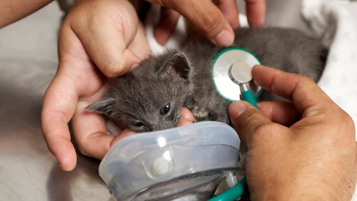 A cat rescued from a wildfire receives treatment for burns at a wildlife rehabilitation center of University of the Americas, as wildfires continue in Vina del Mar, Chile, February 4, 2024. REUTERS/Rodrigo Garrido     TPX IMAGES OF THE DAY