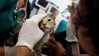 Tim medis memberikan tindakan pengobatan pada kucing yang terluka akibat kebakaran hutan. Dilaporkan lebih dari 100 orang tewas dalam kebakaran tersebut.