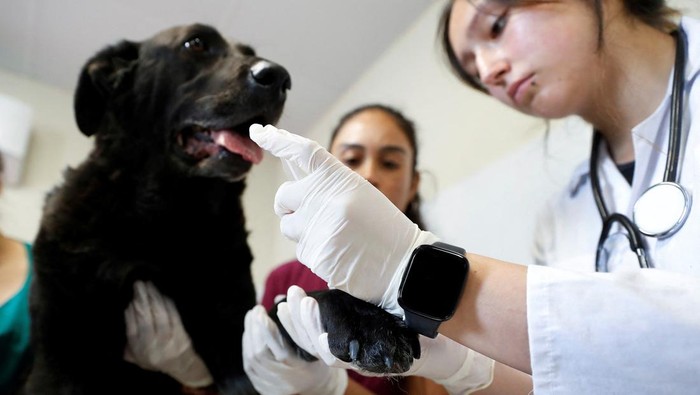 A cat rescued from a wildfire receives treatment for burns at a wildlife rehabilitation center of University of the Americas, as wildfires continue in Vina del Mar, Chile, February 4, 2024. REUTERS/Rodrigo Garrido     TPX IMAGES OF THE DAY