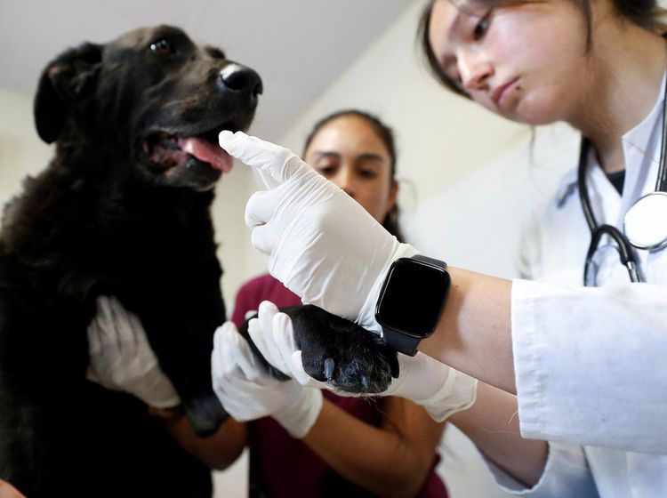 Hewan-hewan yang Selamat dari Kebakaran Hutan Chile