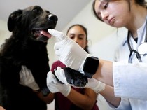 Hewan-hewan yang Selamat dari Kebakaran Hutan Chile