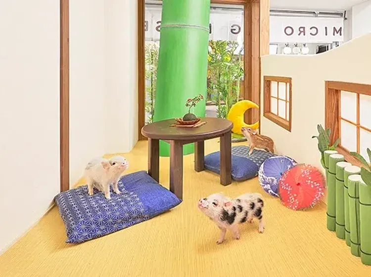 Unik! Di Jepang Ada Kafe Babi, Begini Suasana di Dalamnya