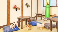 Di antara meja-meja kecil di dalam kafe, babi-babi ini dilepaskan begitu saja. Para pelanggan nantinya akan duduk beralaskan bantal ditemani para babi. Foto: Mipig Cafe