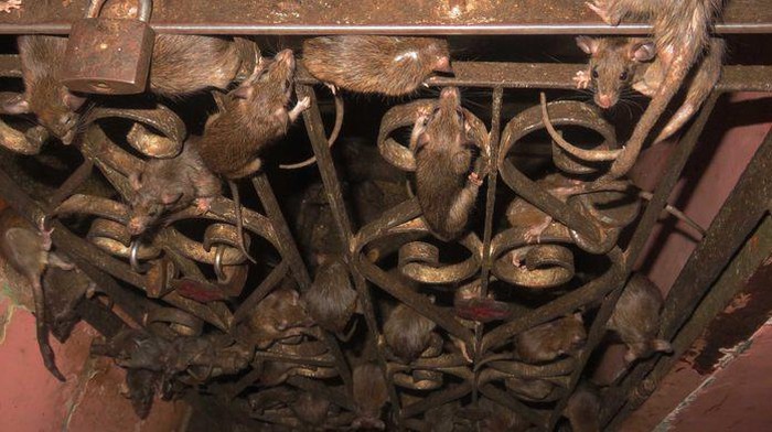Kuil Karni Mata/via Atlas Obscura